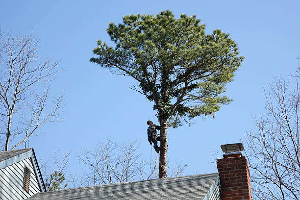 Best Stump Grinding and Removal  in Mount Vernon, VA